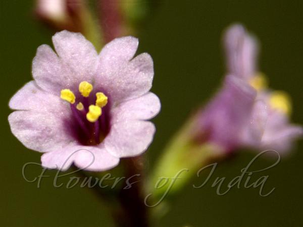 Feather-Leaf Broom-Herb